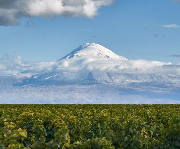 Dégustation de vins arméniens